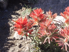 Castilleja rupicola
