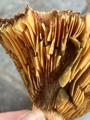 Lactarius rubrilacteus