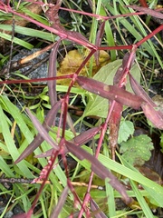 Persicaria minor