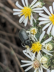 Bothrotes canaliculatus