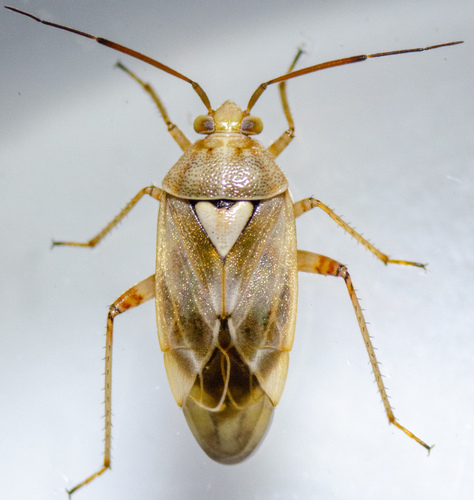 Western Tarnished Plant Bug photo 5