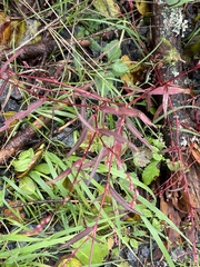 Persicaria minor
