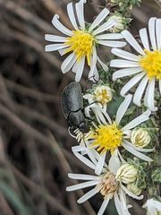 Bothrotes canaliculatus