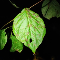 Sphaerulina cornicola