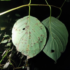 Sphaerulina cornicola