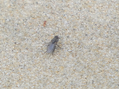 Fucellia