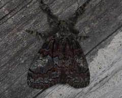 Dasychira obliquata