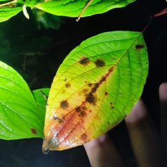 Sphaerulina cornicola