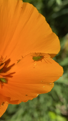 Closterotomus norwegicus