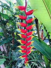 Heliconia rostrata
