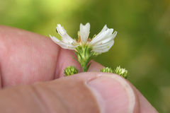 Symphyotrichum pilosum