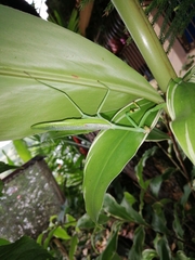Stagmatoptera septentrionalis