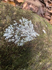 Myelochroa aurulenta