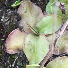 Pinguicula acuminata