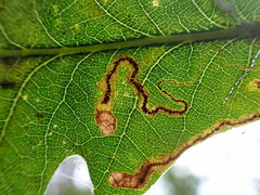 Stigmella
