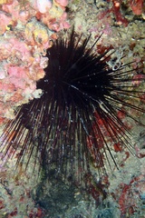 Centrostephanus longispinus