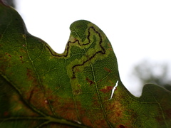Stigmella