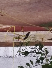 Cynanthus latirostris