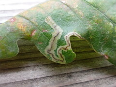 Stigmella