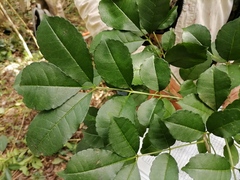 Zanthoxylum caribaeum