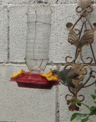 Cynanthus latirostris