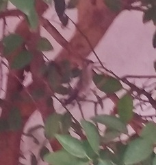 Cynanthus latirostris