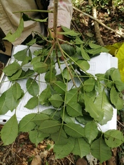 Zanthoxylum caribaeum