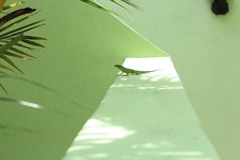 Anolis bimaculatus