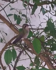 Cynanthus latirostris