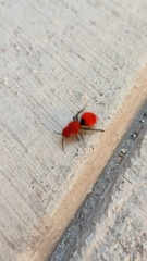 Dasymutilla erythrina