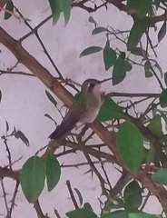 Cynanthus latirostris