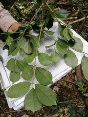 Zanthoxylum caribaeum