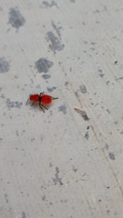 Dasymutilla erythrina