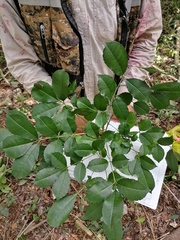 Zanthoxylum caribaeum