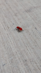 Dasymutilla erythrina