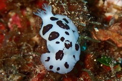 Peltodoris atromaculata