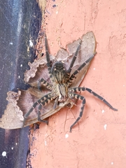 Cupiennius salei
