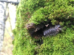 Acronicta megacephala