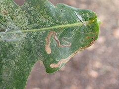 Stigmella