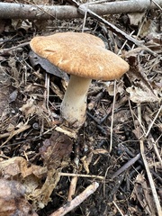 Polyporus