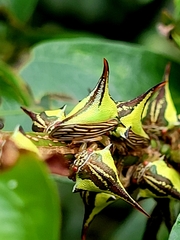 Umbonia