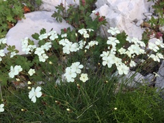 Dianthus integer
