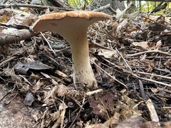 Polyporus