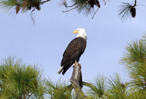 Bald Eagle photographed in Alabama