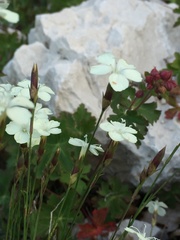 Dianthus integer