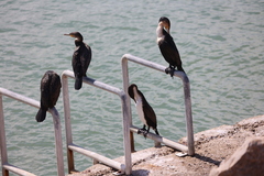 Phalacrocorax carbo lucidus