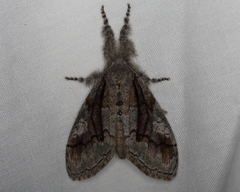 Dasychira obliquata