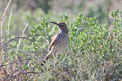 Certhilauda subcoronata