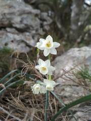 Narcissus dubius