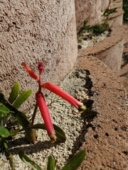 Lachenalia bulbifera